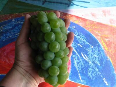 Closeup of green grape cluster